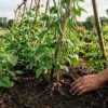 Куриный клубень для фасоли: как реально ускорить рост в открытом грунте
